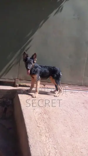 1-3 months Male Purebred German Shepherd