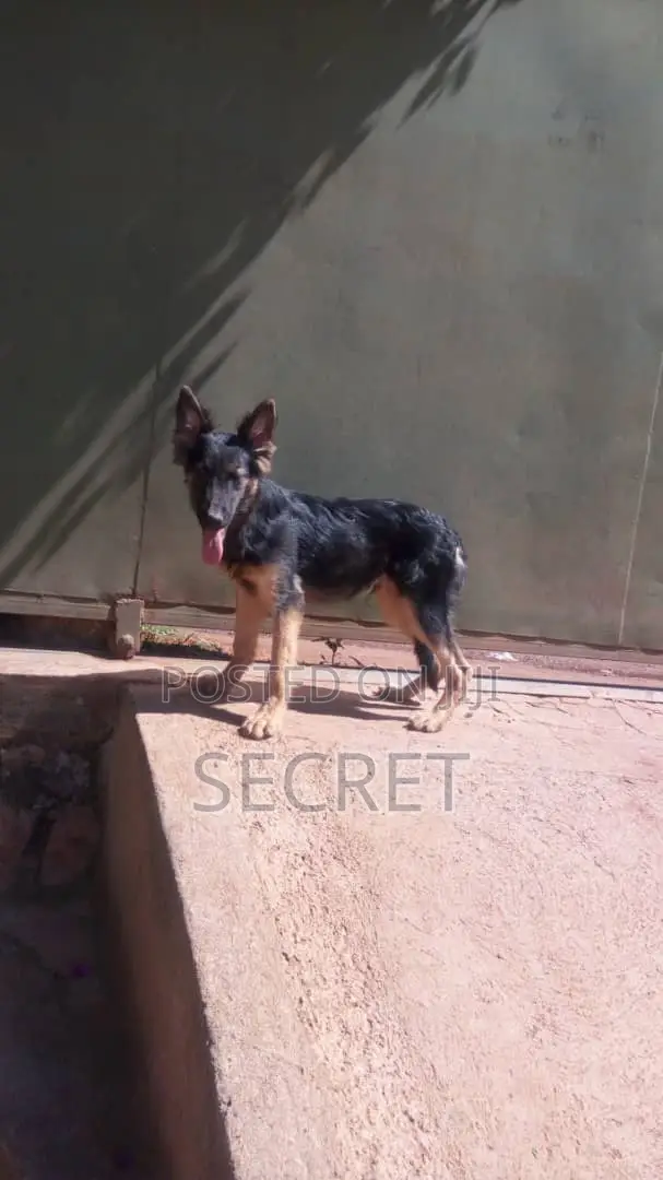 1-3 months Male Purebred German Shepherd
