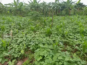 100by100ft Plot for Sale in Kira