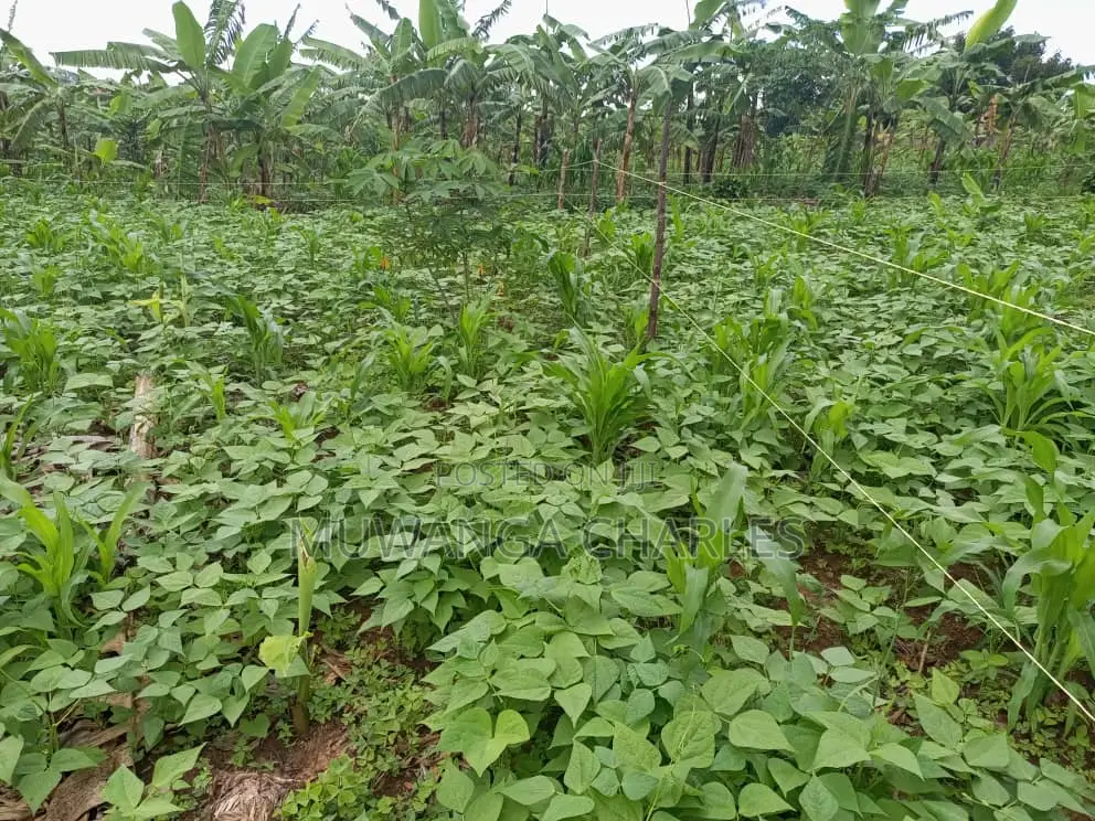 100by100ft Plot for Sale in Kira