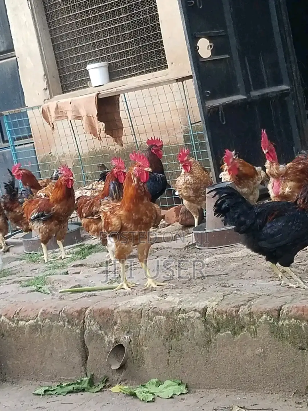 Mature Kuroiler Chicken
