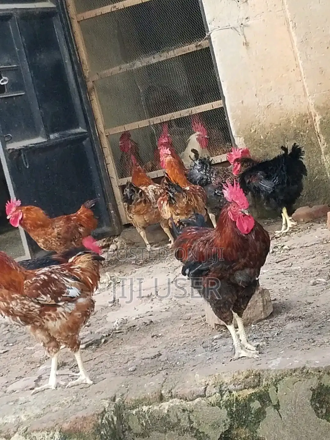 Mature Kuroiler Chicken