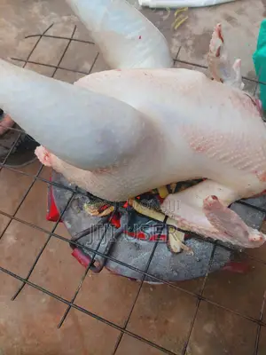 Mature Kuroiler Chicken