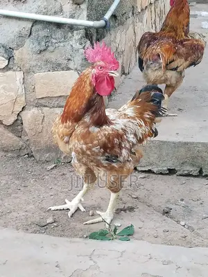 Mature Kuroiler Chicken