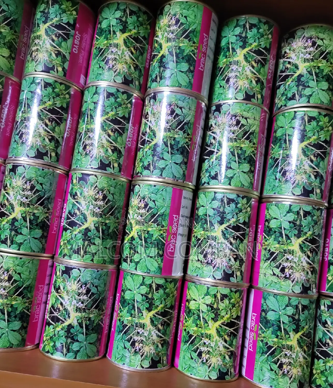 Spider Plant Seeds 50g ( Jobyo)