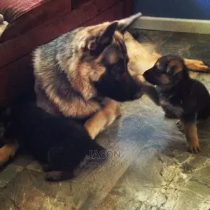 Female Mixed Breed German Shepherd