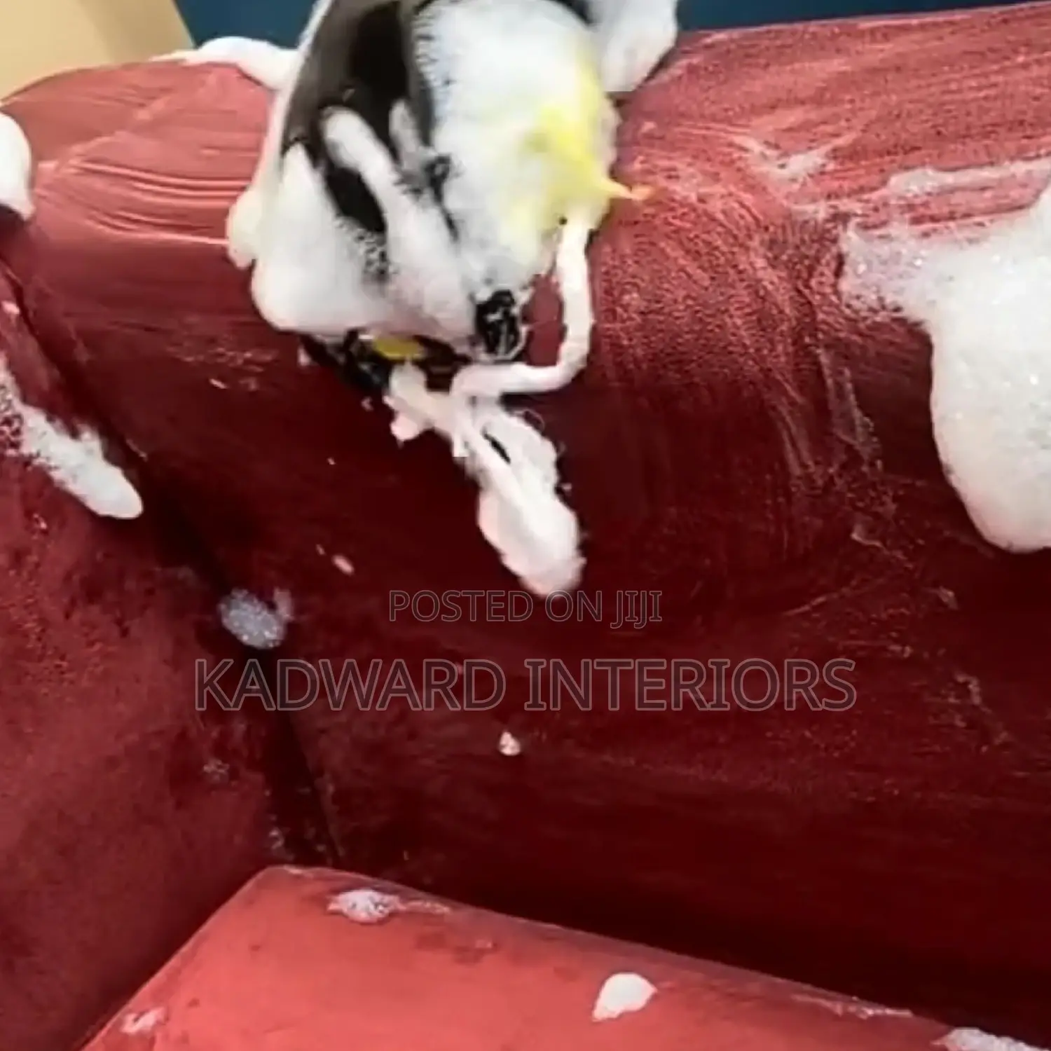 Sofa Cleaning