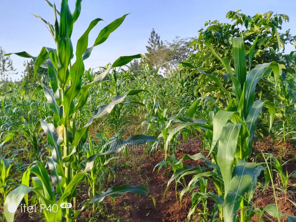 3acres of Land for Sale in Busiika