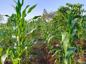 3acres of Land for Sale in Busiika