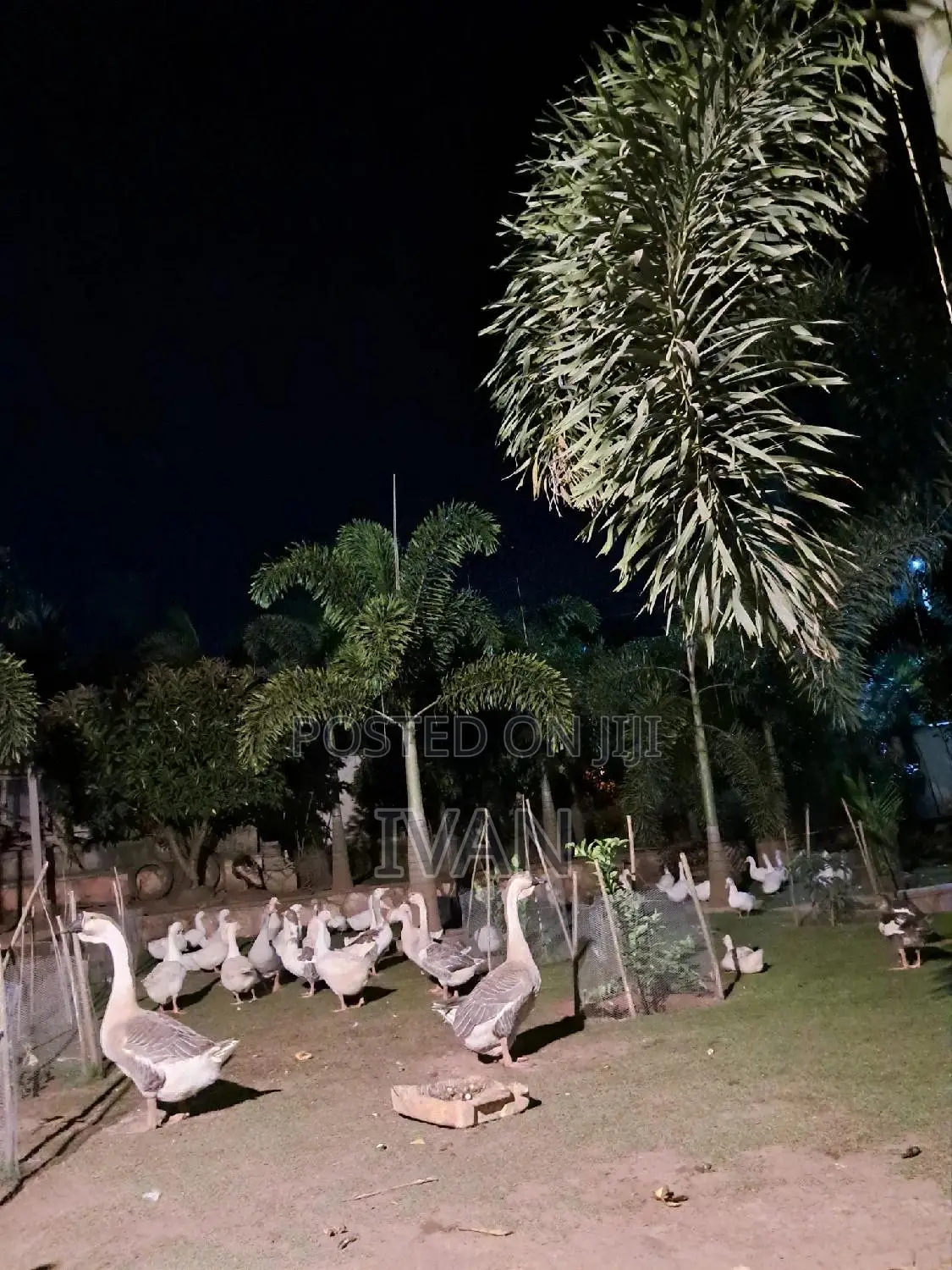 Ornamental Birds