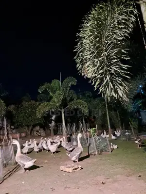 Ornamental Birds