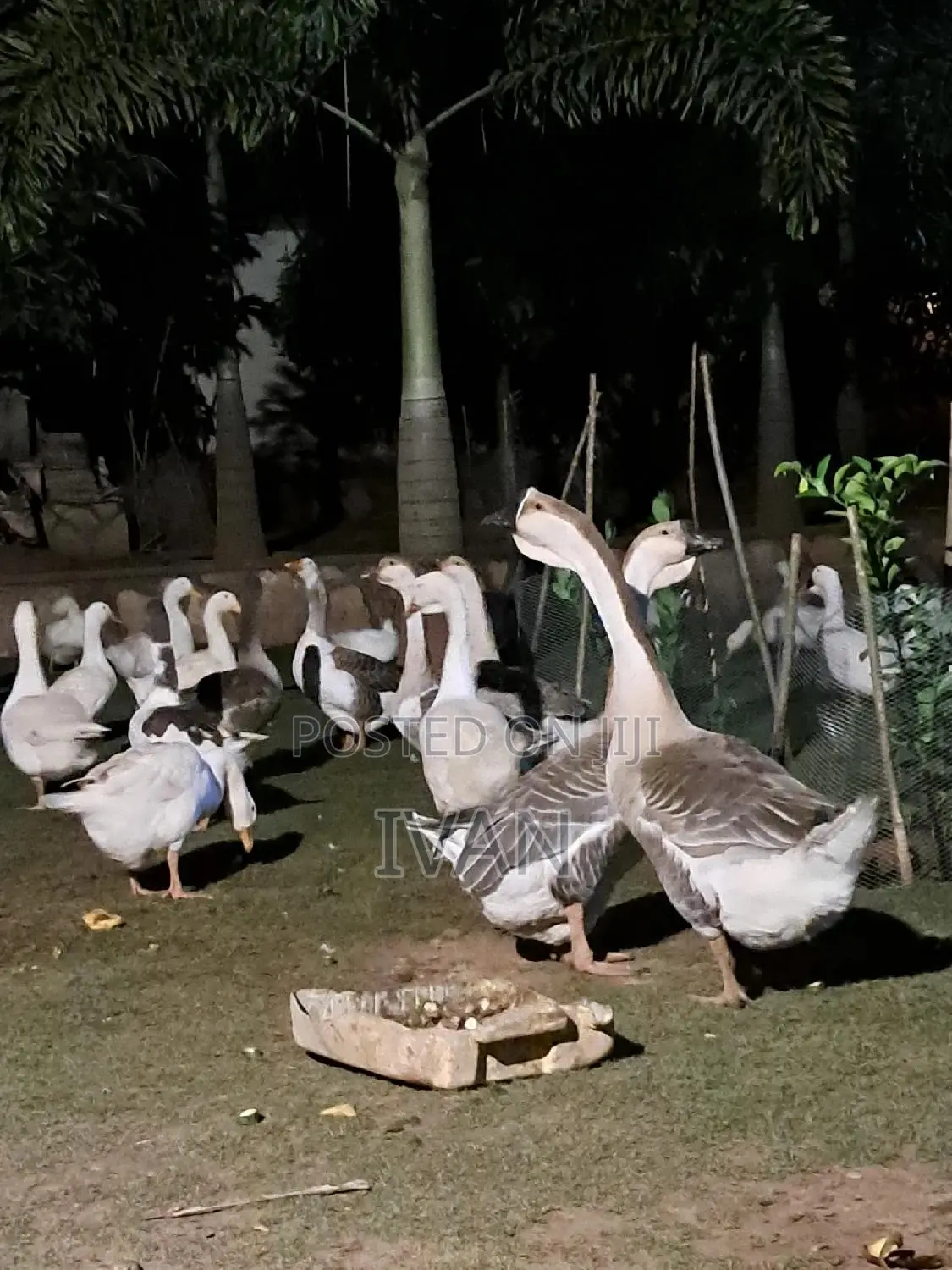 Ornamental Birds