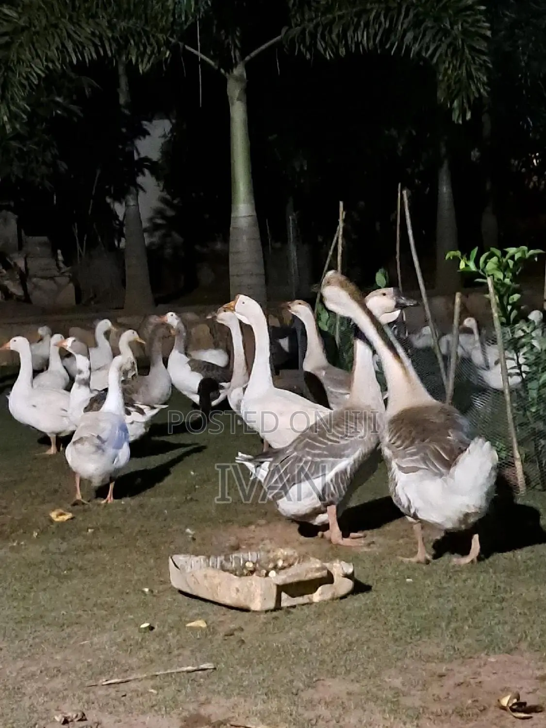 Ornamental Birds