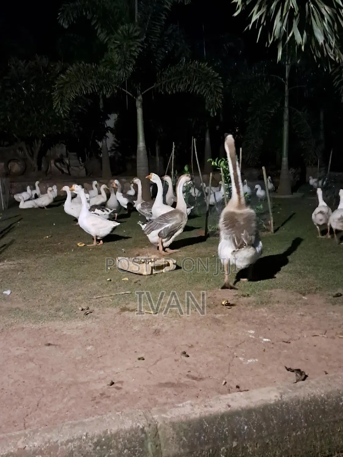 Ornamental Birds