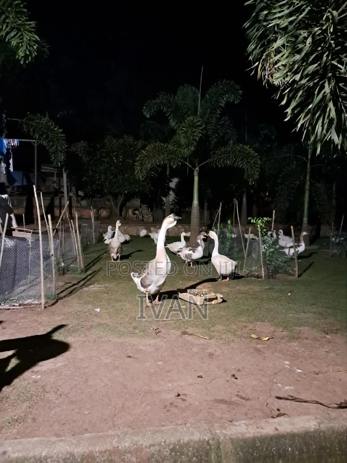 Ornamental Birds