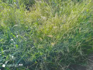 2acres of Land for Sale in Wabutungulu