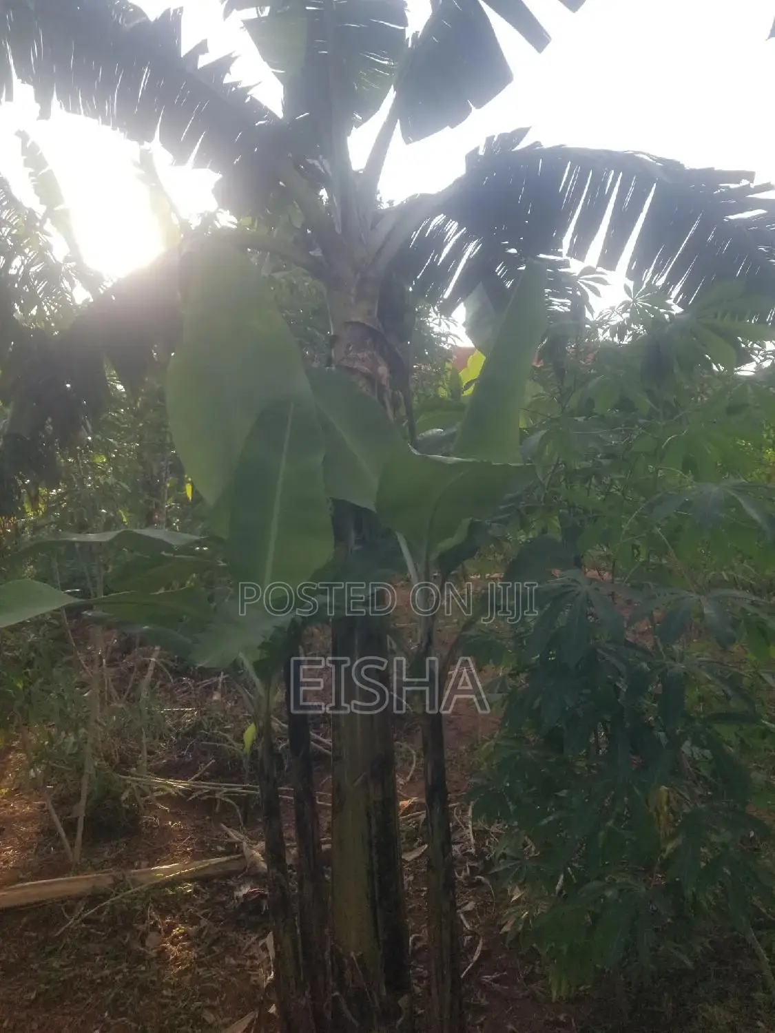 Plot on Sell