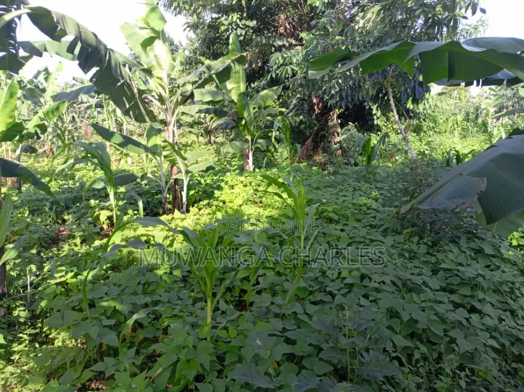 2acres of Land for Sale in Luwero