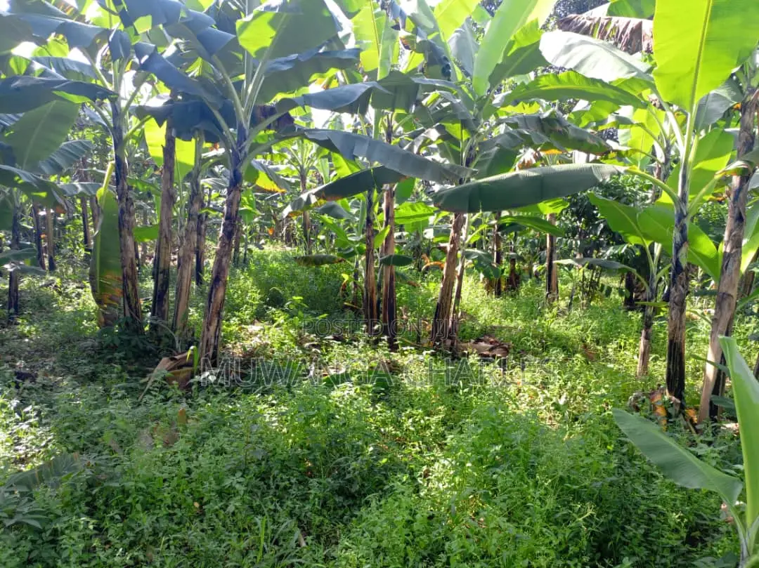 2acres of Land for Sale in Luwero