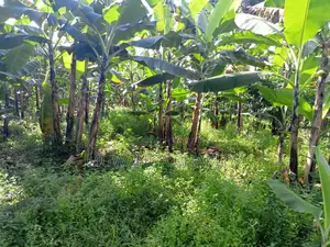2acres of Land for Sale in Luwero