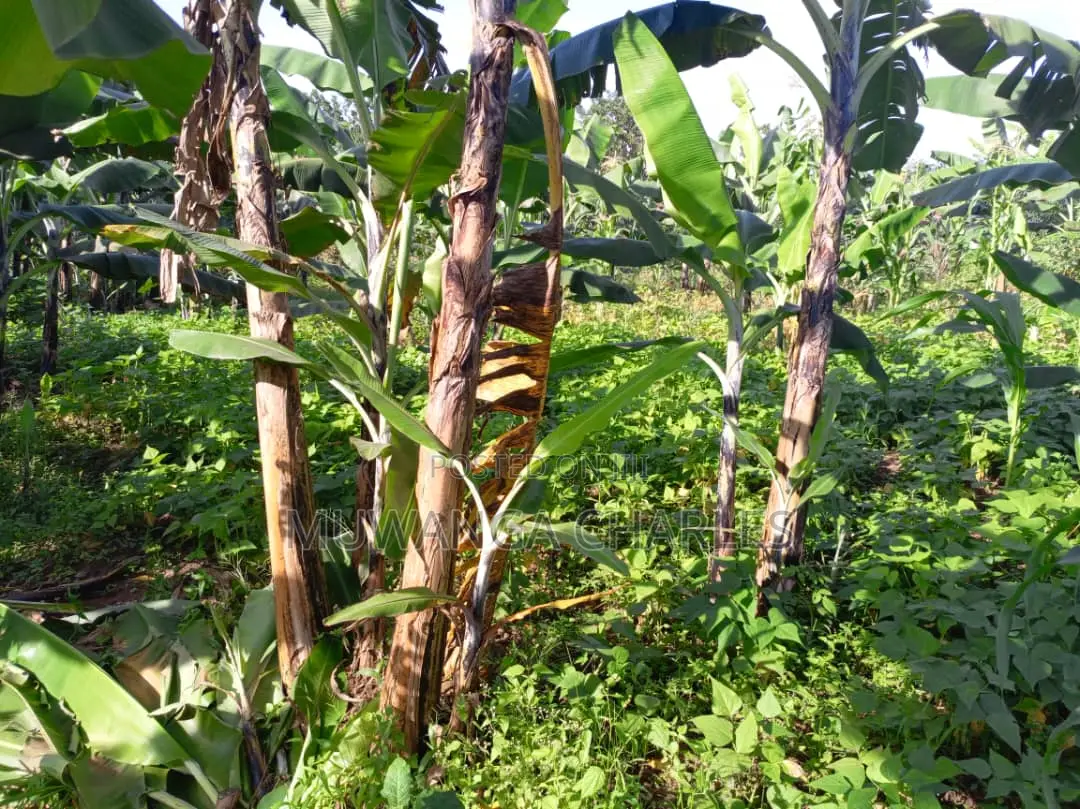 2acres of Land for Sale in Luwero