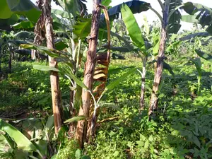 2acres of Land for Sale in Luwero