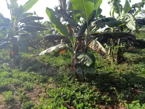 2acres of Land for Sale in Luwero