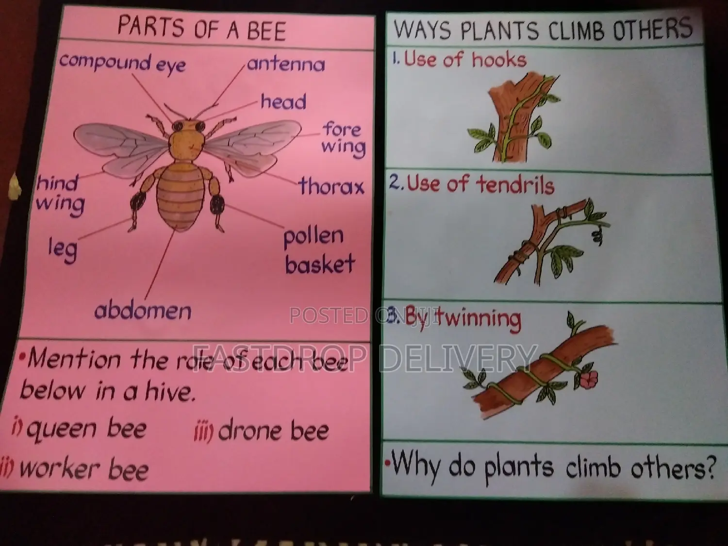 School Manilla Charts