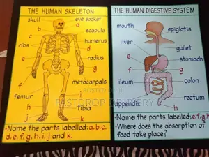 School Manilla Charts