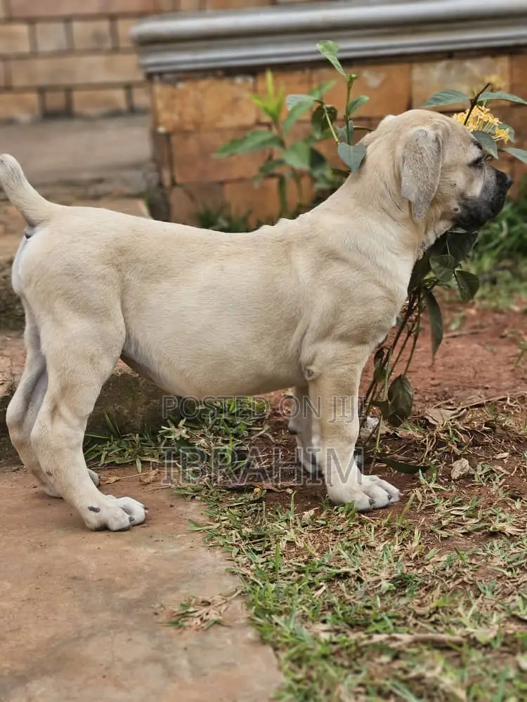 1-3 months Male Purebred Boerboel