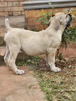 1-3 months Male Purebred Boerboel