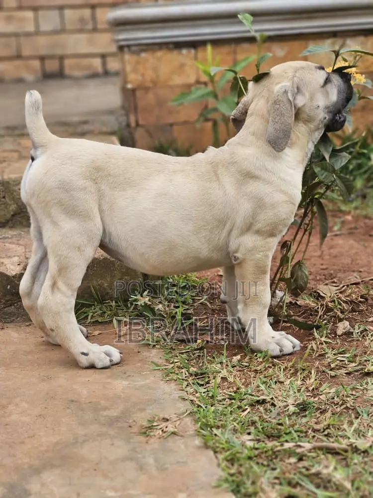 1-3 months Male Purebred Boerboel