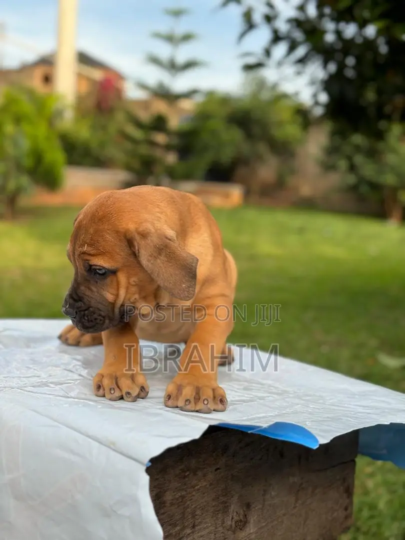1-3 months Male Purebred Boerboel