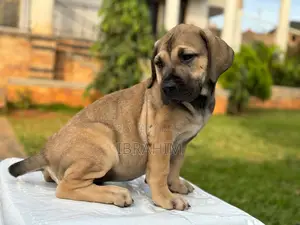 1-3 months Male Purebred Boerboel