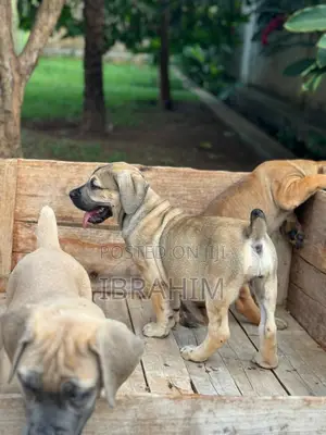 1-3 months Male Purebred Boerboel
