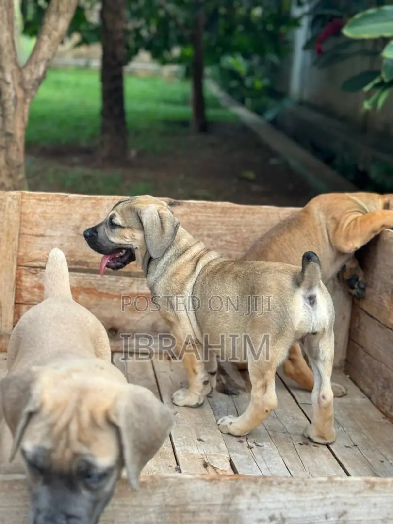 1-3 months Male Purebred Boerboel