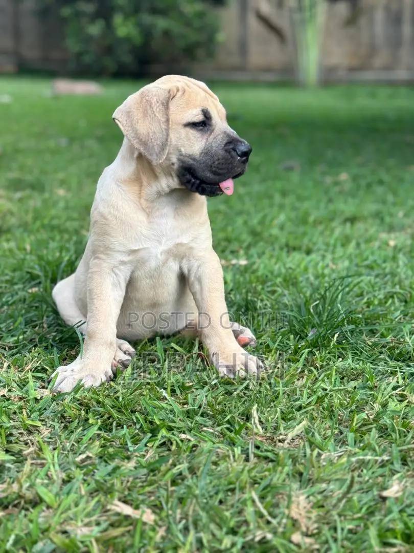1-3 months Male Purebred Boerboel