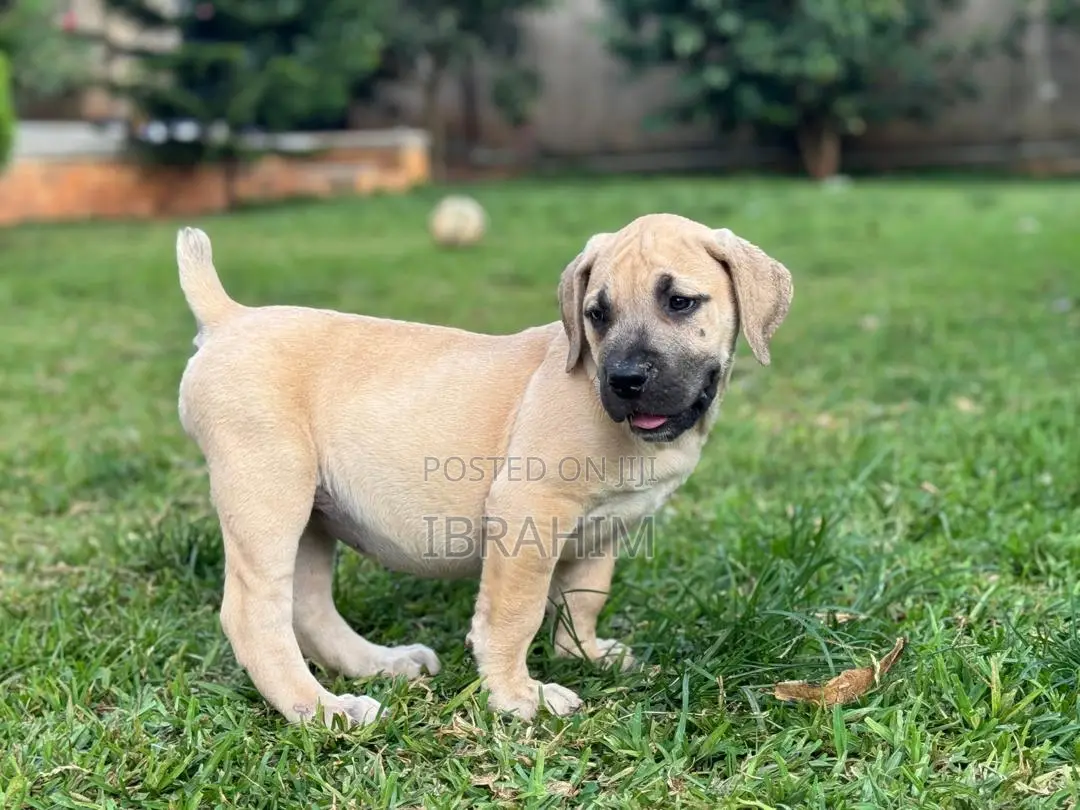 1-3 months Male Purebred Boerboel