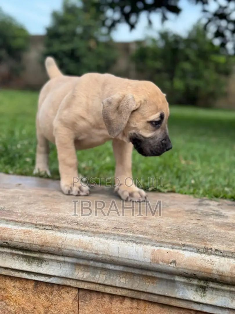 1-3 months Male Purebred Boerboel