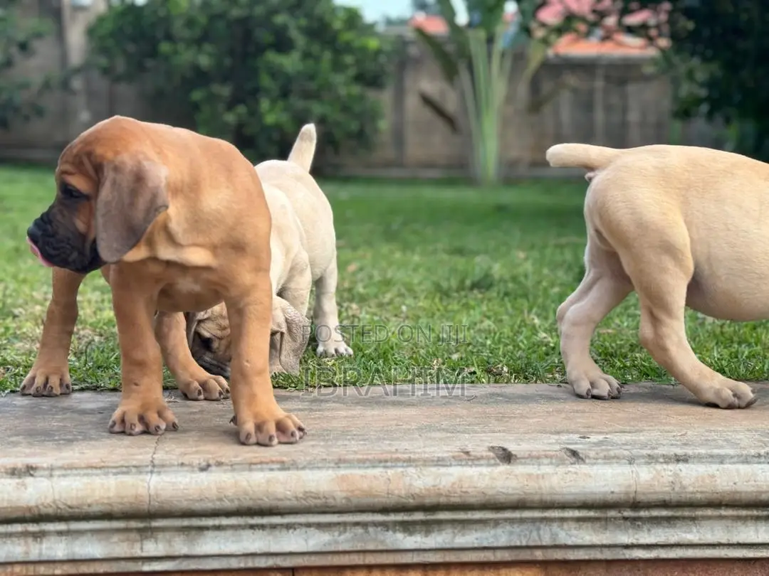 1-3 months Male Purebred Boerboel