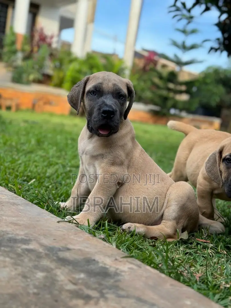 1-3 months Male Purebred Boerboel