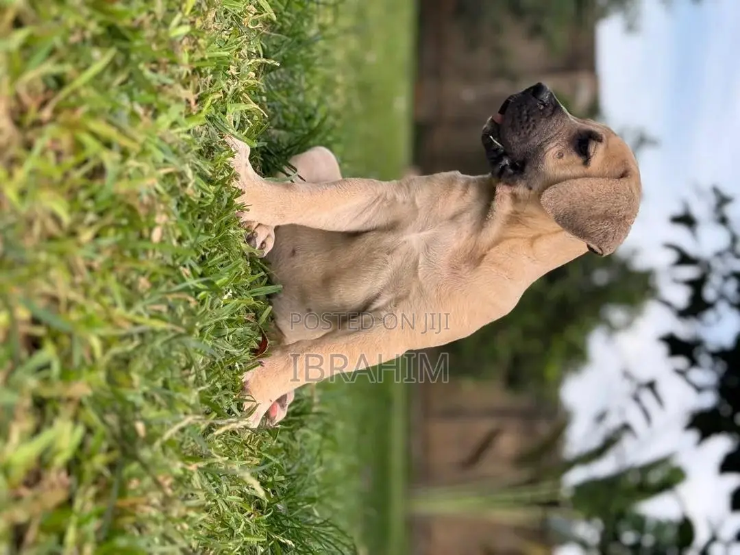1-3 months Male Purebred Boerboel