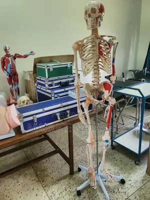 Skeleton Model