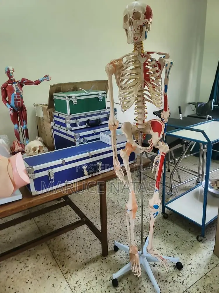 Skeleton Model