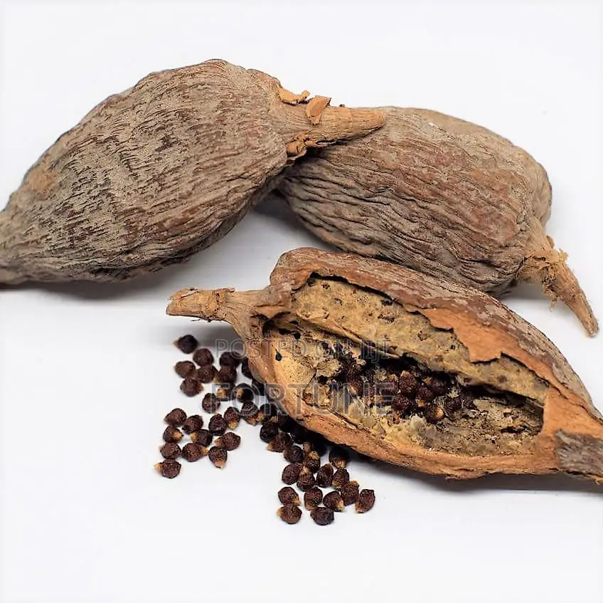 Alligator Pepper Pod 1