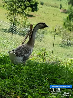 African Geese