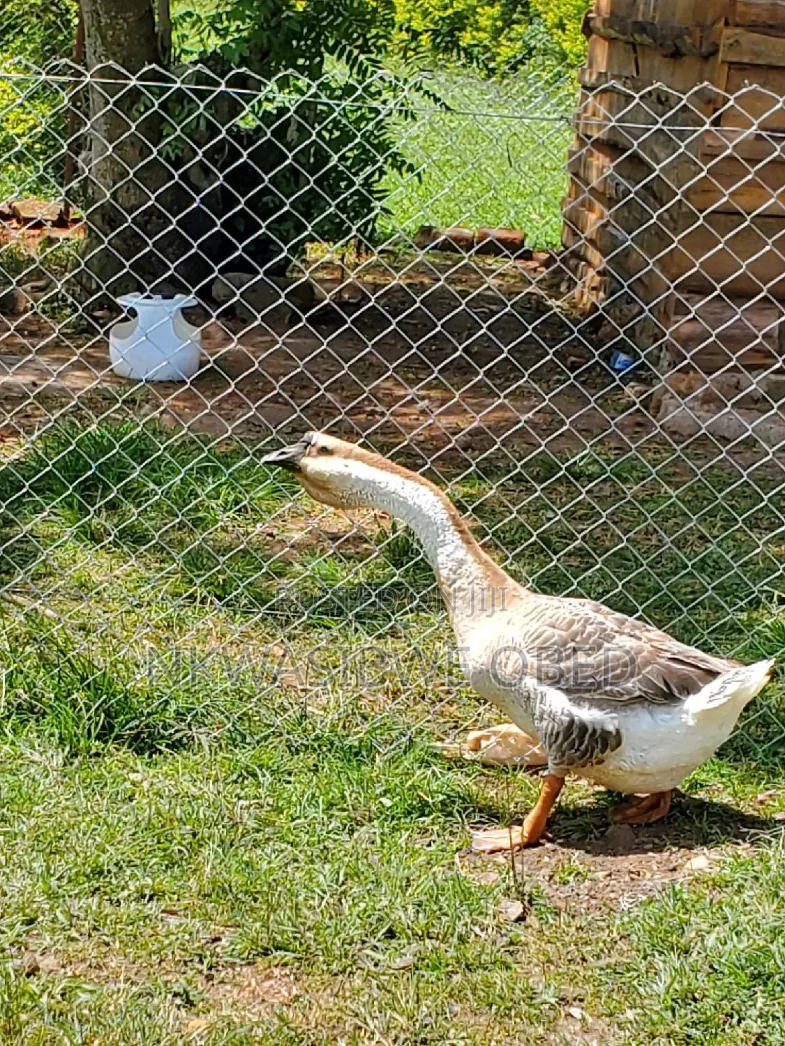 African Geese