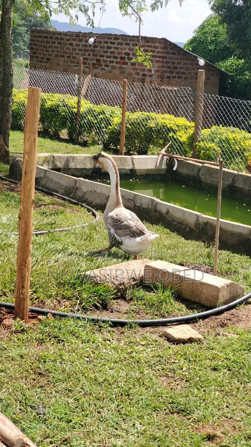 African Geese