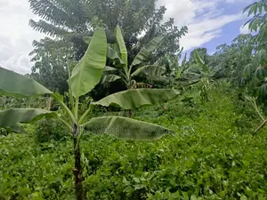 50decimals of Land for Sale in Matugga