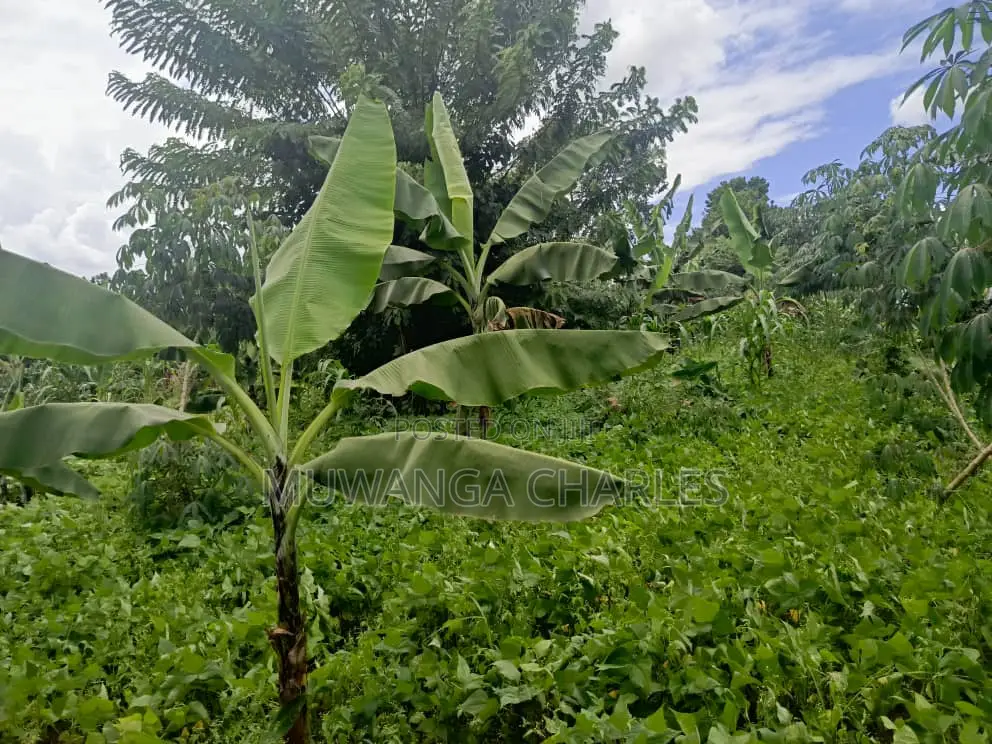 50decimals of Land for Sale in Matugga